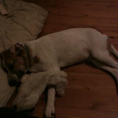 Blanding af racer Baliy