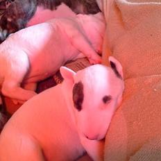 Bullterrier Balrogs Idun Ædelsten