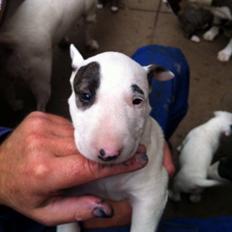 Bullterrier Balrogs Idun Ædelsten