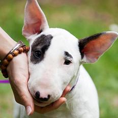 Bullterrier Balrogs Idun Ædelsten