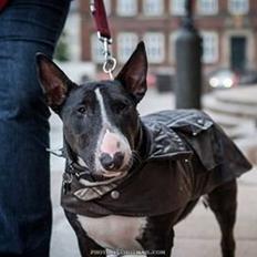 Bullterrier Balrogs Gertrud Gyldenkål
