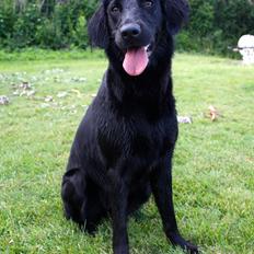 Blanding af racer Sia