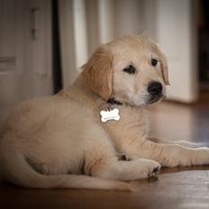 Golden retriever Charlie