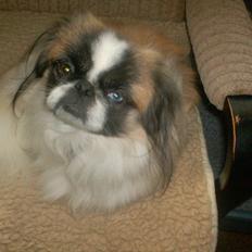 Pekingeser Paw