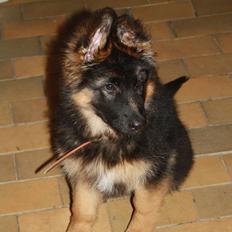 Schæferhund Arijel's Merle