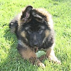 Schæferhund Arijel's Merle