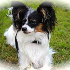 Papillon Flowerbirds Zia Be My Beauty