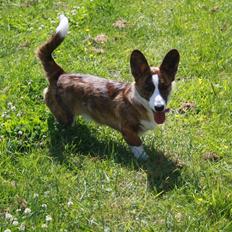 Welsh corgi cardigan Mille