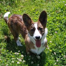 Welsh corgi cardigan Mille