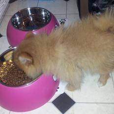 Pomeranian Ane's Alma