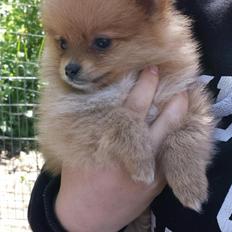 Pomeranian Ane's Alma
