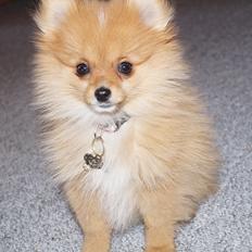 Pomeranian Ane's Alma