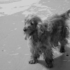 Cocker spaniel Call Me Freja (R.I.P.)