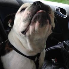 Olde english bulldogge Mischa