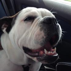 Olde english bulldogge Mischa