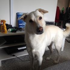 Blanding af racer Nanook