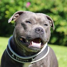 Staffordshire bull terrier Iron Blue
