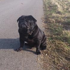 Mops Chitto
