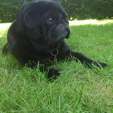 Mops Chitto
