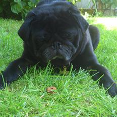 Mops Chitto