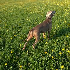 Weimaraner Aura