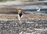 Dansk svensk gaardhund Sørøver Zallie - Vi har indviet Køge nye Nordstrand d. 28 maj 2014