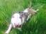 Bullterrier Hector ( steadfast Devilish fire ) 