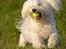 Malteser Fie R.I.P 26. Januar 2015