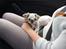 Shih tzu Alma - Lille pige, på vej til hendes nye hjem <3