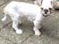 Shih tzu Alma - <3    Alma d 5/6-14