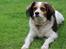 Blanding af racer Silja [Japansk cavalier]