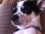 Chihuahua Sputnik