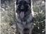 Schæferhund Bella