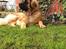 Leonberger Diego