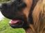 Leonberger Diego