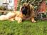 Leonberger Diego