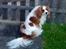 Cavalier king charles spaniel Bailey (Drøm sødt min skat)