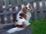 Cavalier king charles spaniel Bailey (Drøm sødt min skat)