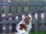 Cavalier king charles spaniel Bailey (Drøm sødt min skat)