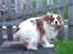 Cavalier king charles spaniel Bailey (Drøm sødt min skat)