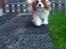 Cavalier king charles spaniel Bailey (Drøm sødt min skat)