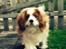 Cavalier king charles spaniel Bailey (Drøm sødt min skat)