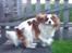 Cavalier king charles spaniel Bailey (Drøm sødt min skat)