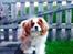 Cavalier king charles spaniel Bailey (Drøm sødt min skat)