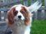 Cavalier king charles spaniel Bailey (Drøm sødt min skat)