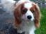 Cavalier king charles spaniel Bailey (Drøm sødt min skat)