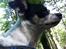 Chihuahua Sputnik