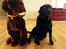Labrador retriever Nanna * 7 år.