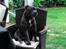 Staffordshire bull terrier Herman