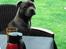Staffordshire bull terrier Herman